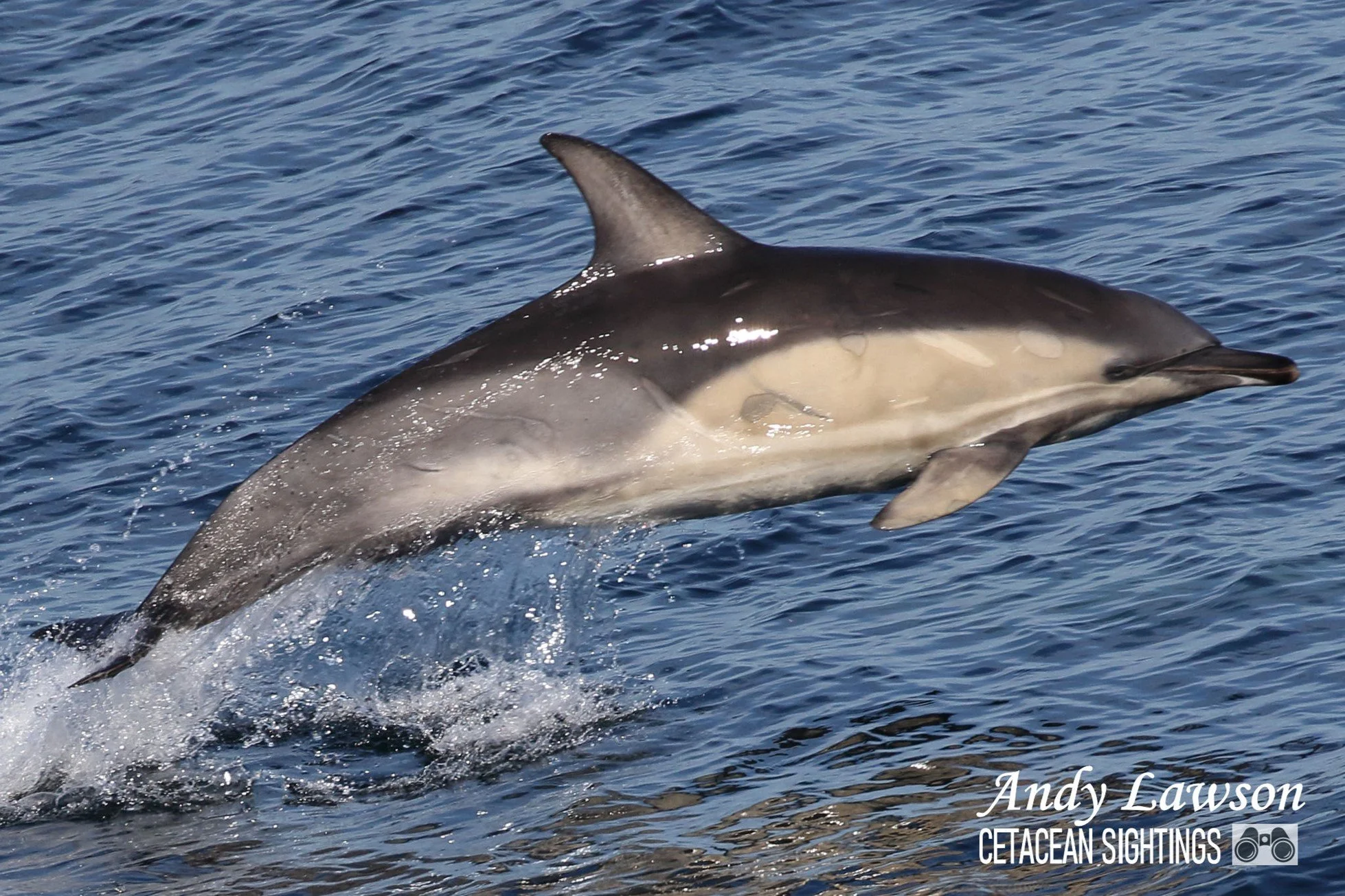 Whale Track Stories: Minke Madness in the Minch — Hebridean Whale
